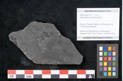 Foto (Objekt + Etikett) von Odontopteris minor Brongniart (NHMW-GEO-2024-0188-10717)